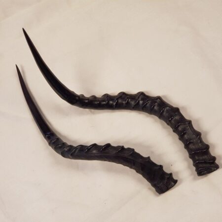 Impala Horn