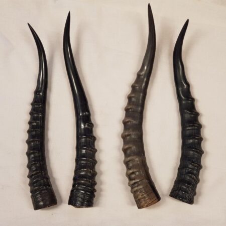 Blesbok Horn