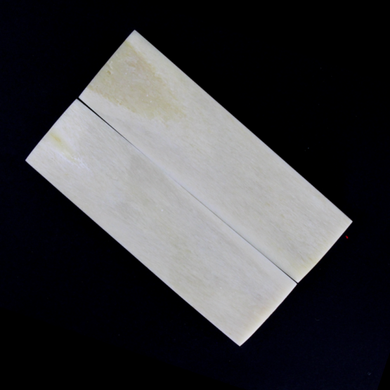 Bones Scale white 5 Bottom View